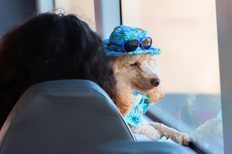 cane in autobus voiaganto