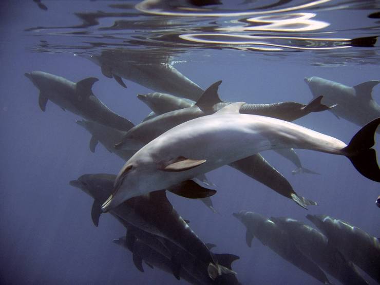 delfini mar Mediterraneo Voiaganto