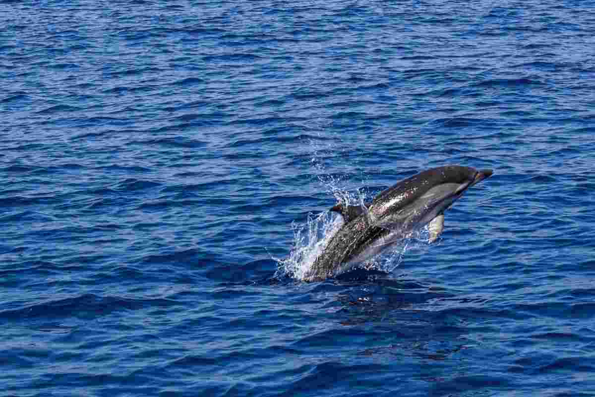 delfini Voiaganto